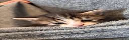 Scottish Fold cats for sale: Scottish Fold/Straight Kittens  - Advert 8