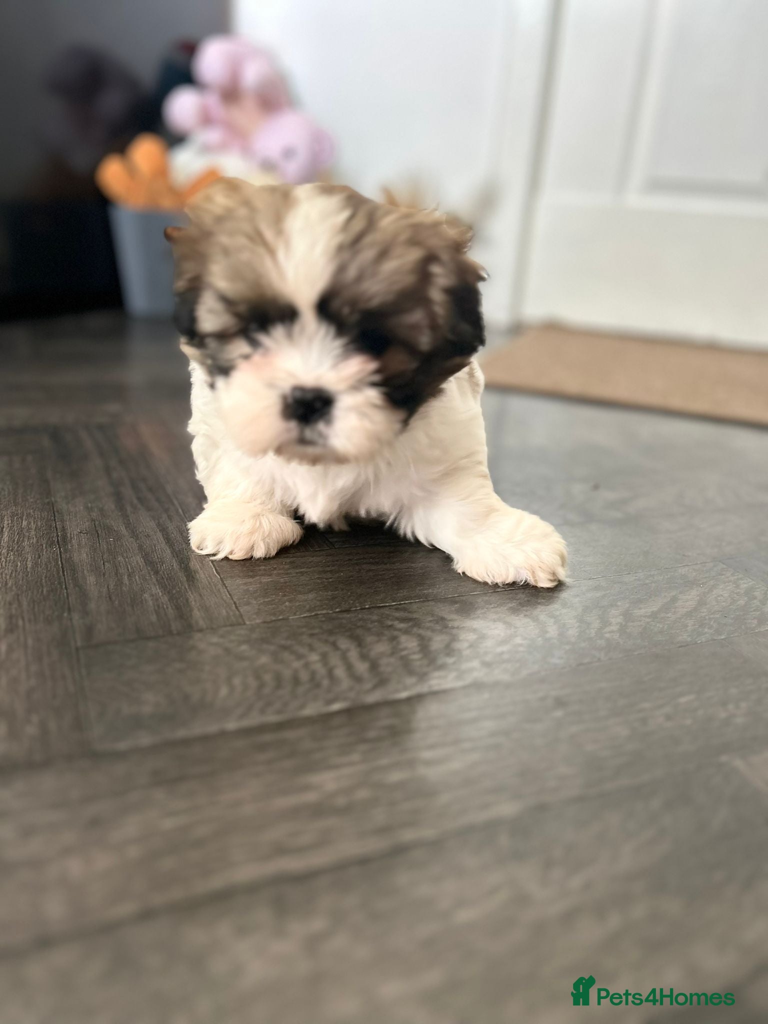 Shih Tzu dogs Gorgeous Boy Shih Tzu Pups  - Advert 7