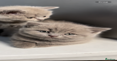 British Shorthair cats - Advert 9