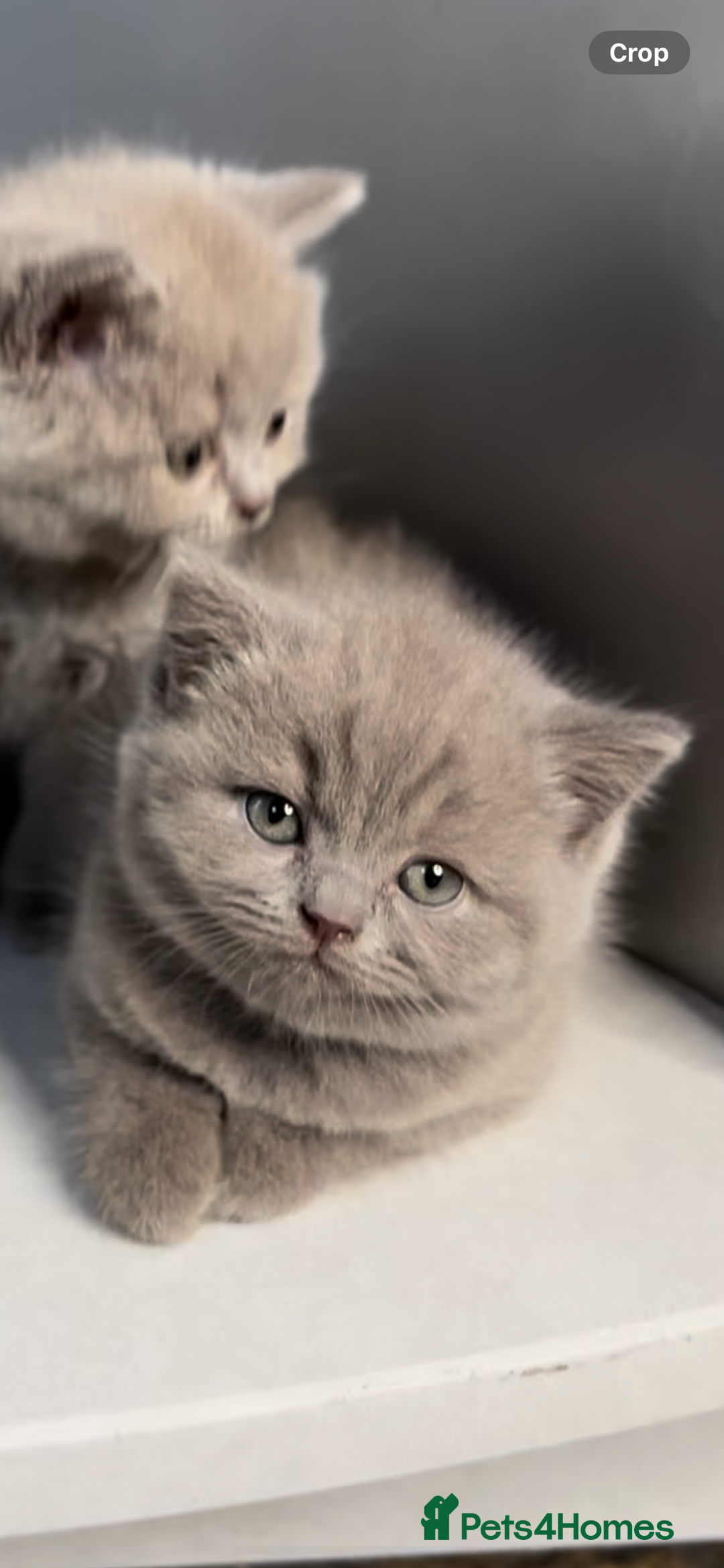 British Shorthair cats for sale: Last Female Lilac BSH TIKTOK FAMOUS  - Image 3