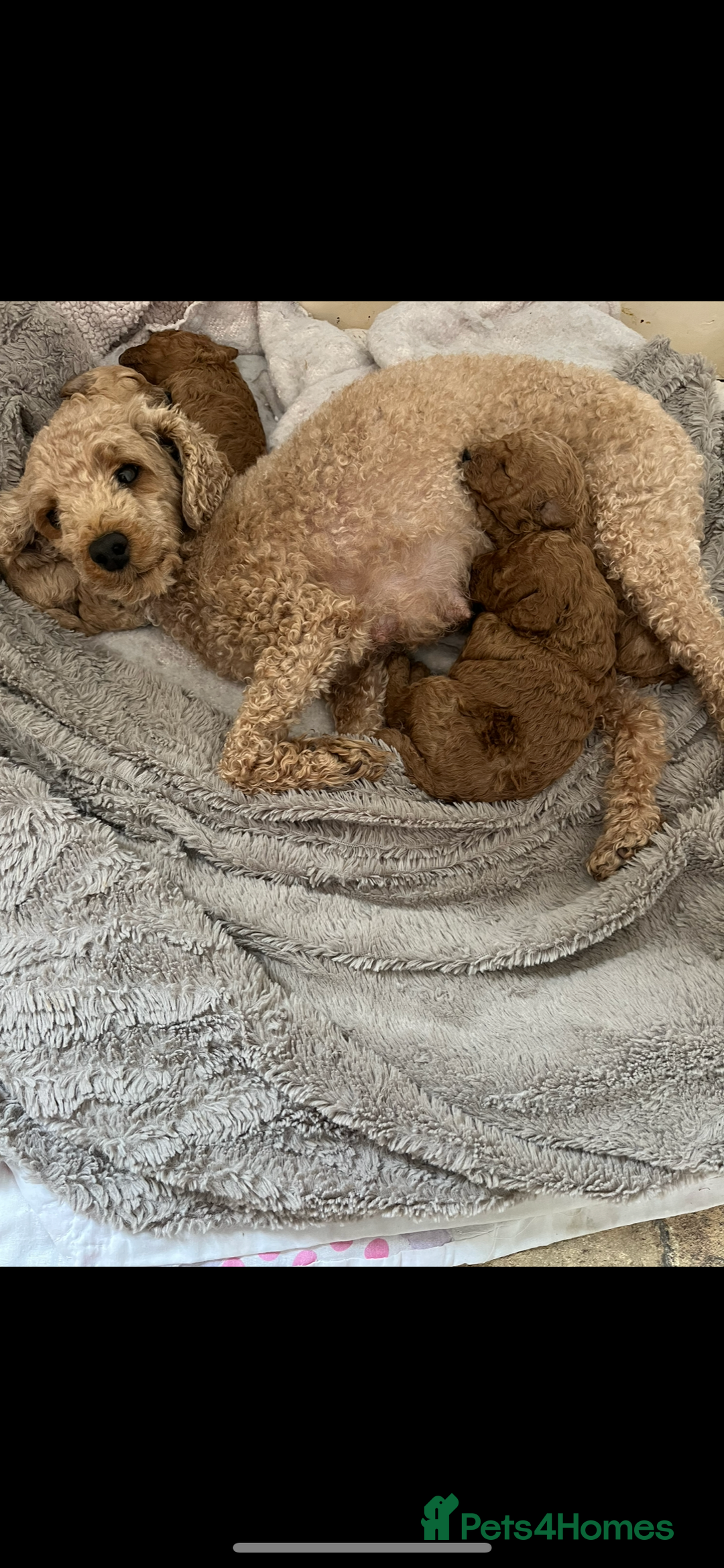 Toy Poodle dogs for sale: Beautiful kc reg toy poodles - Image 4