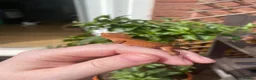 Gecko reptiles for sale: Crested Gecko Babies - Advert 14