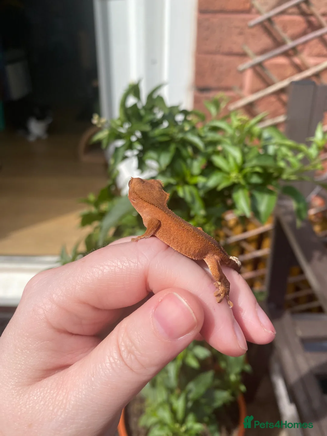 Gecko reptiles for sale: Crested Gecko Babies - Advert 14