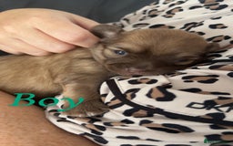 Chihuahua dogs for sale: Chihuahua puppies  - Image 12