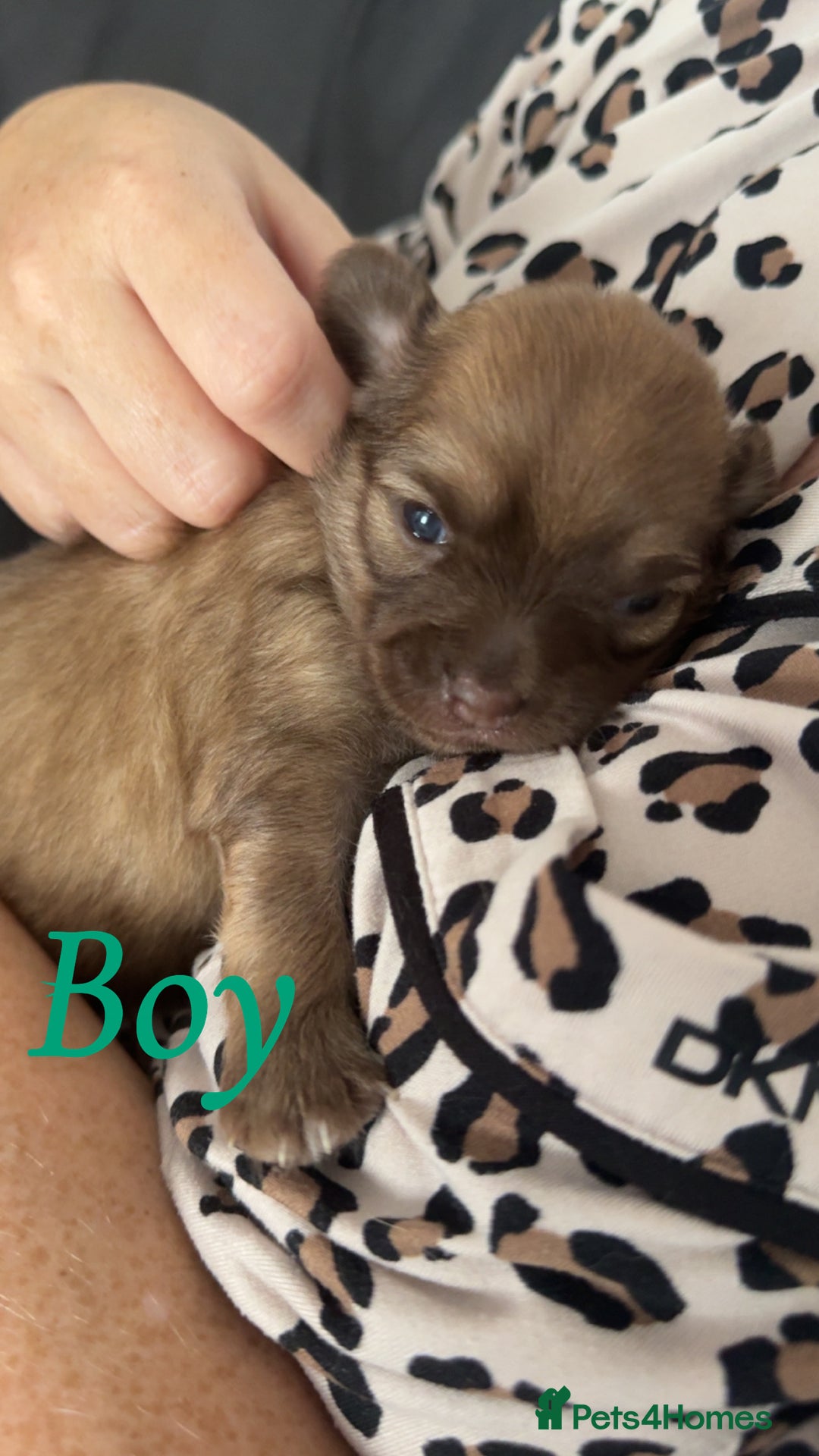 Chihuahua dogs for sale: Chihuahua puppies  - Image 12