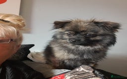 Pomchi dogs for sale: Pomchi for sale - Image 1