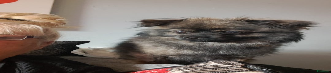 Pomchi Puppy 1