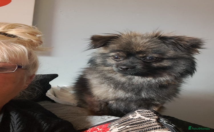 Pomchi dogs - Advert 1