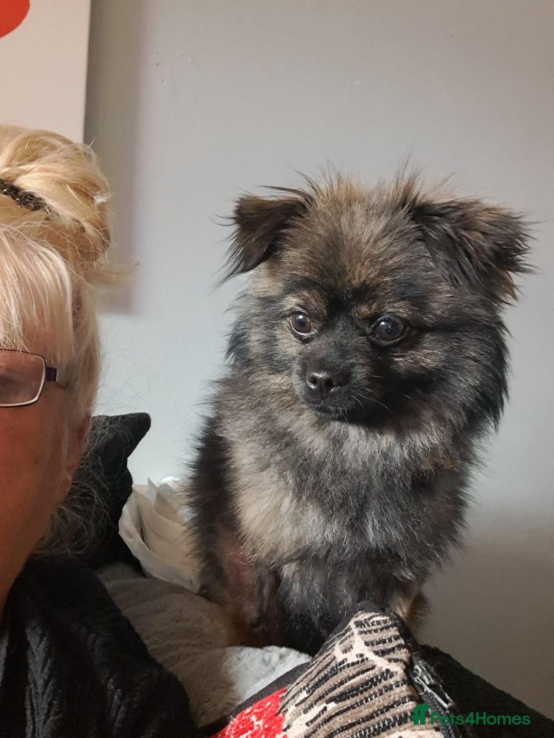 Pomchi dogs for sale: Pomchi for sale - Image 1