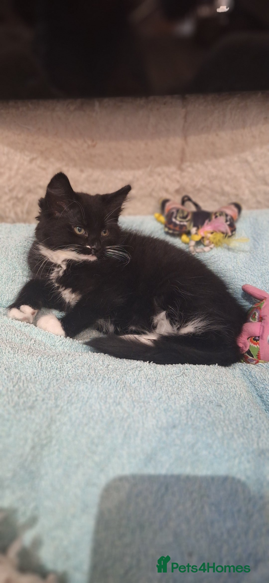 Norwegian Forest Cat cats for sale: Norwegian forest kittens - Image 1