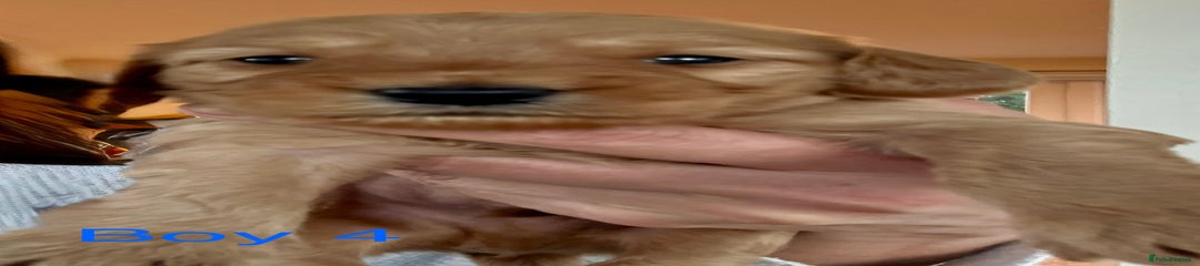 Cockapoo Puppy 4
