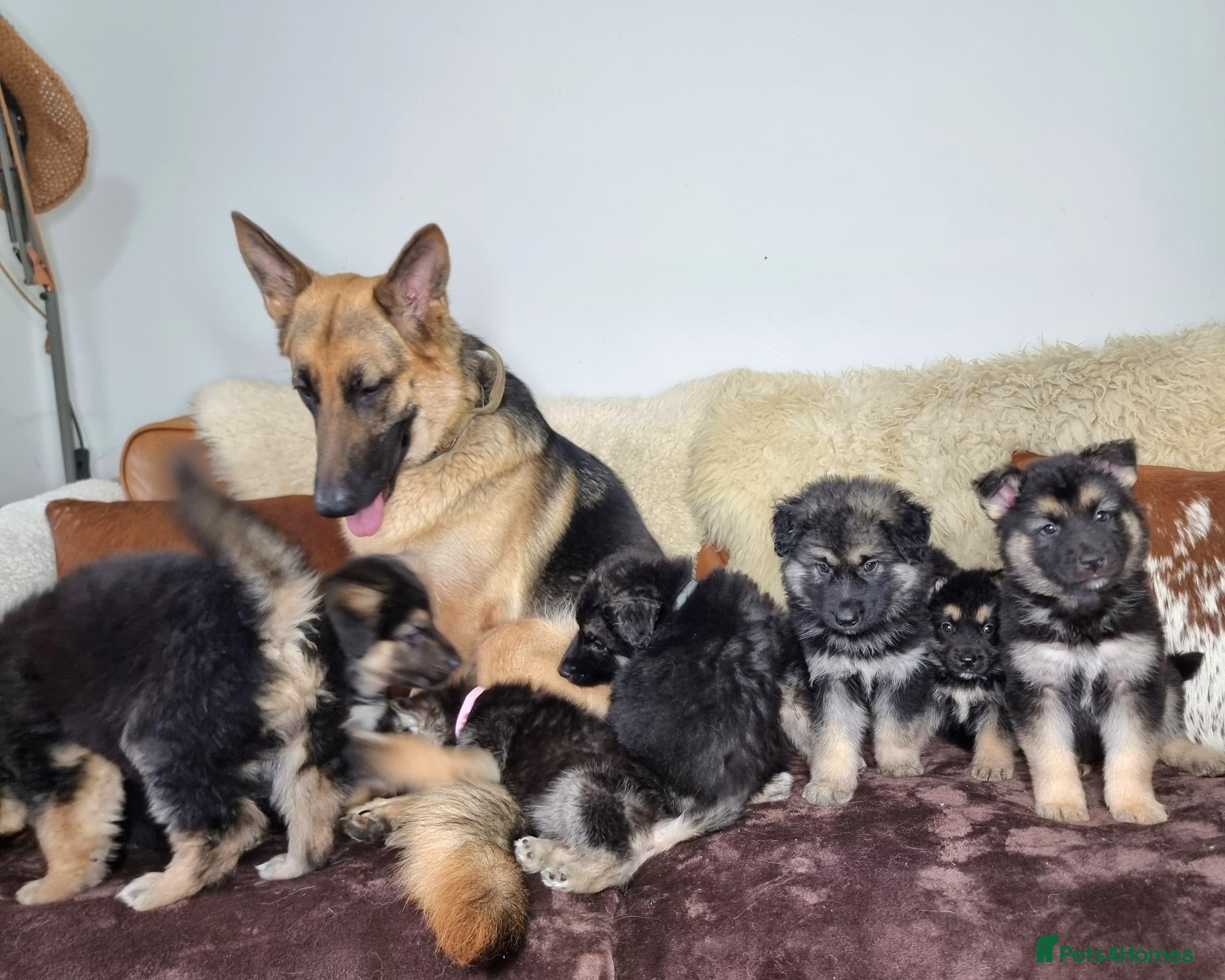 Shepsky dogs Stunning German Shepherd × Husky/Akita Puppies  - Advert 1