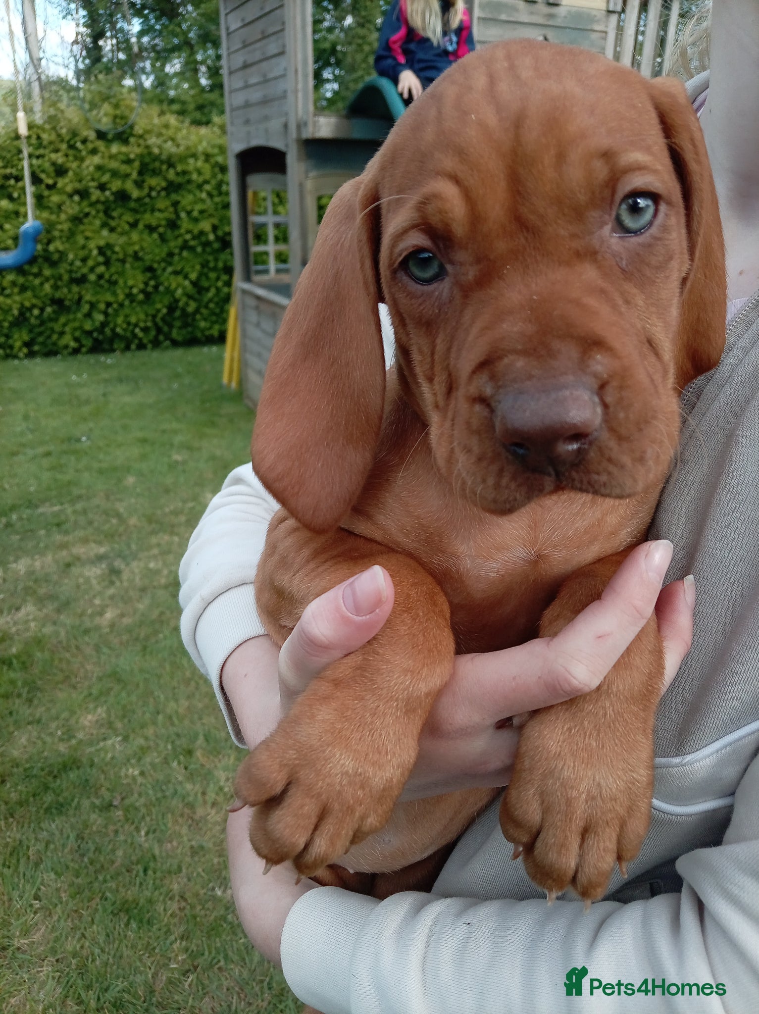 Hungarian Vizsla dogs for sale: Beautiful Hungarian Vizsla Puppies For Sale  - Advert 4