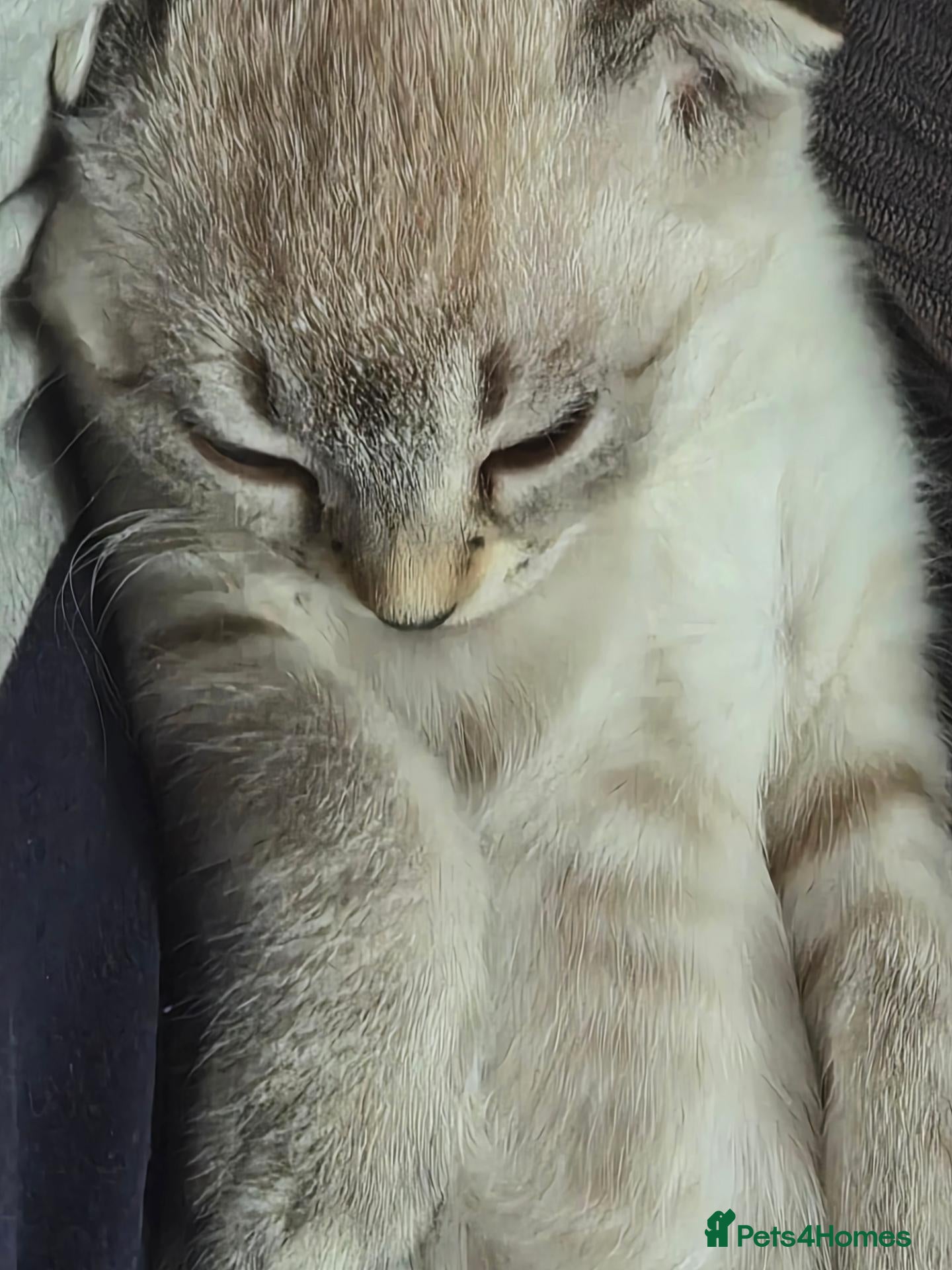 Scottish Fold cats SNOW SCOTTISH FOLD ready now - Advert 4