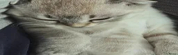 Scottish Fold cats for sale: SNOW SCOTTISH FOLD ready now - Advert 1