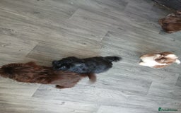 Shih Tzu dogs for sale: LOVELY imperial Shih Tzu for sale - Image 2