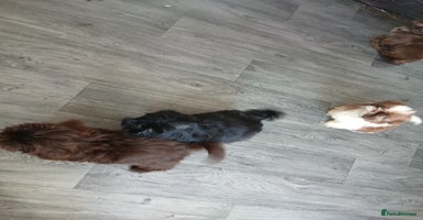 Shih Tzu dogs - Advert 3
