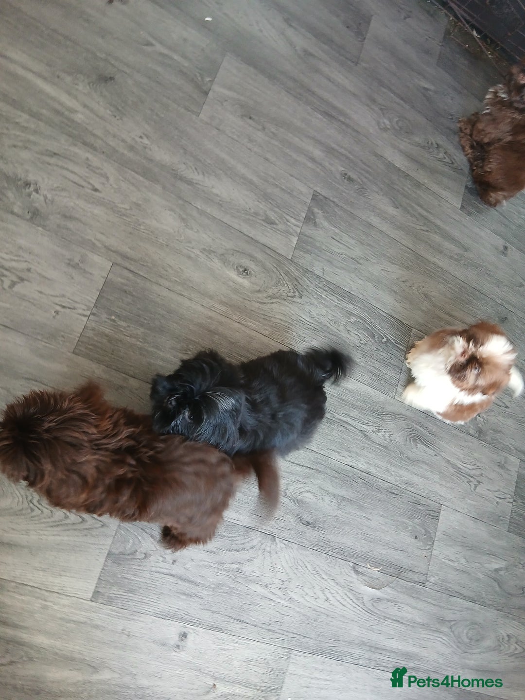 Shih Tzu dogs for sale: LOVELY imperial Shih Tzu for sale - Image 2