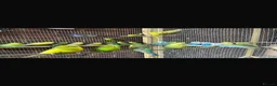 Ringnecks birds for sale: Stunning Budgies - Advert 3