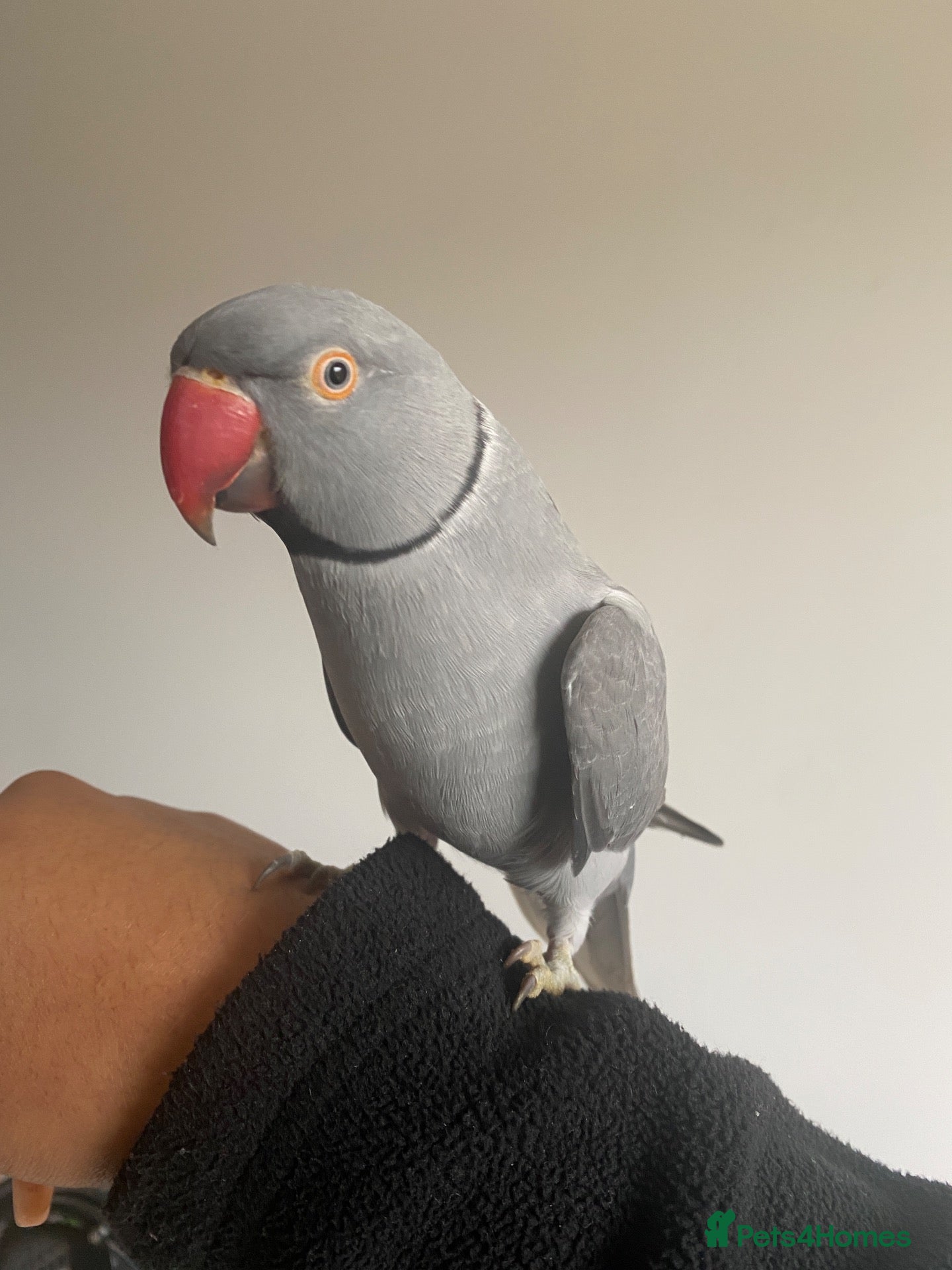 Ringnecks birds Rambo – Male Indian Ringneck  - Advert 1