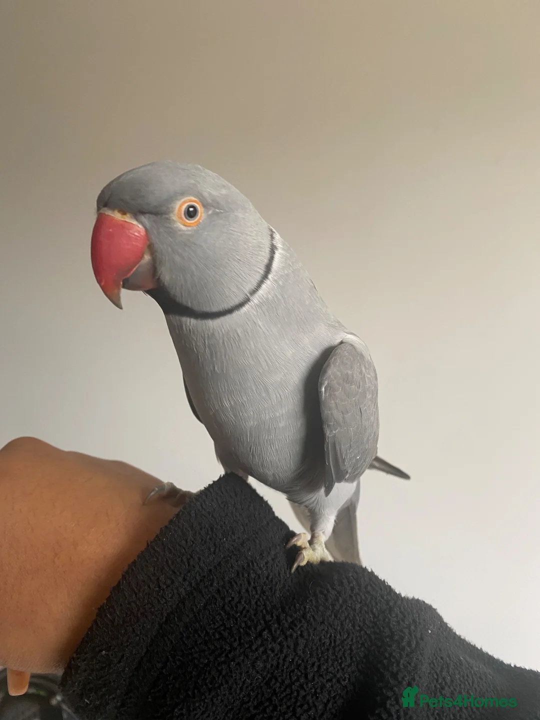 Ringnecks birds for sale: Rambo – Male Indian Ringneck  - Advert 1