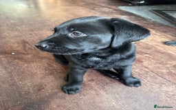 Labrador Retriever dogs for sale: Beautiful Labrador Puppies, Family Raised - Image 10