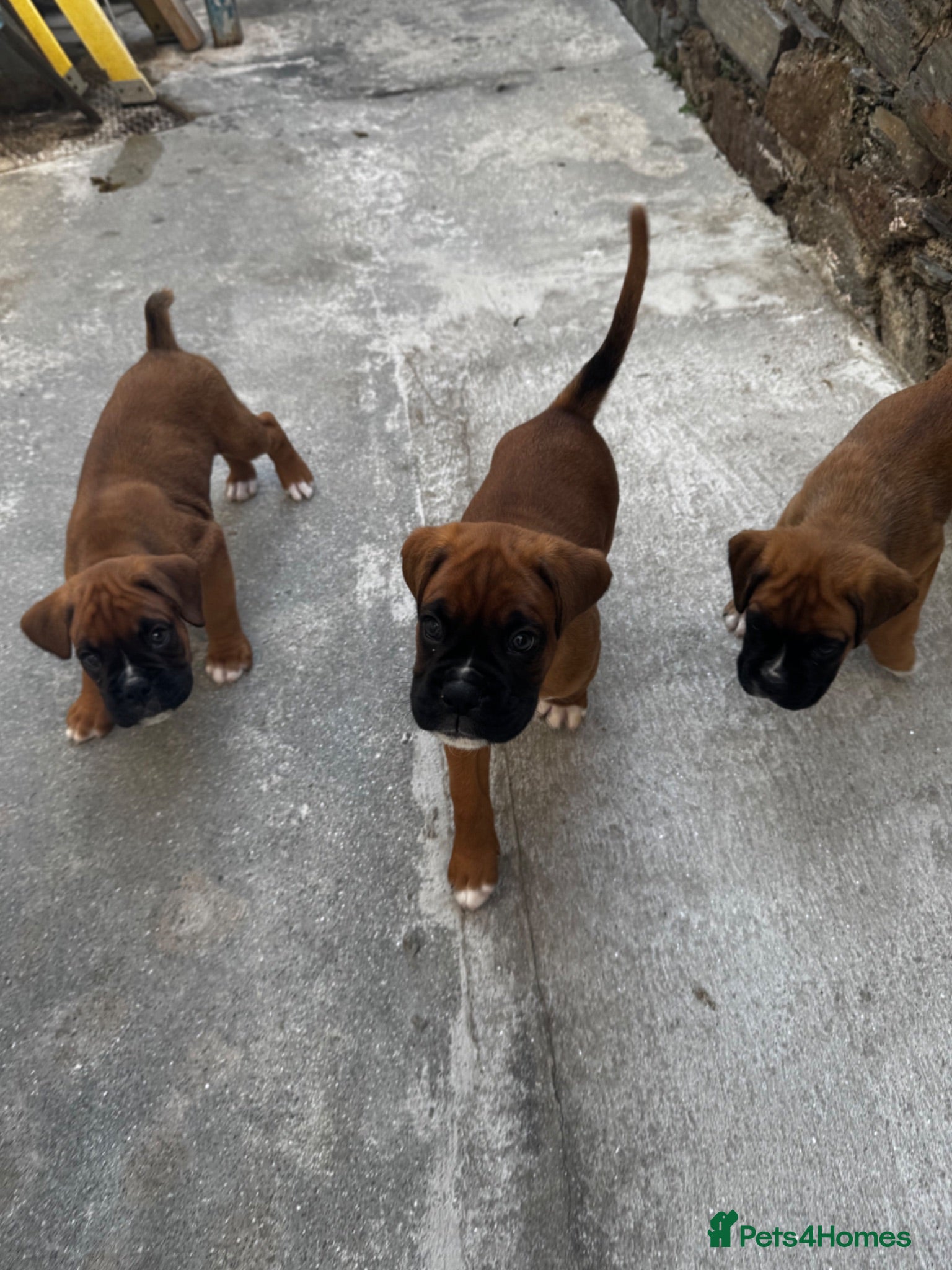 Boxer dogs charthaihen boxers - Advert 1