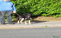 Mixed Breed dogs for adoption: Sweet Stella - reserved - Advert 21