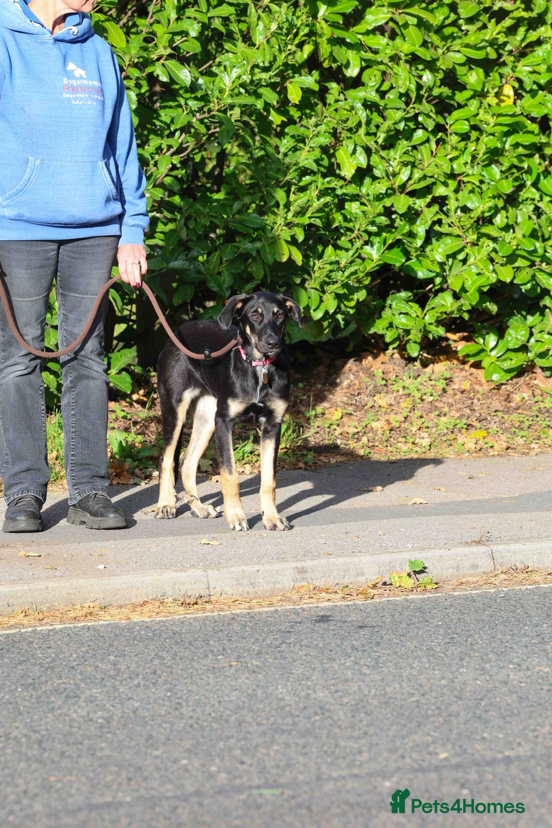 Mixed Breed dogs for adoption: Sweet Stella - reserved - Advert 21