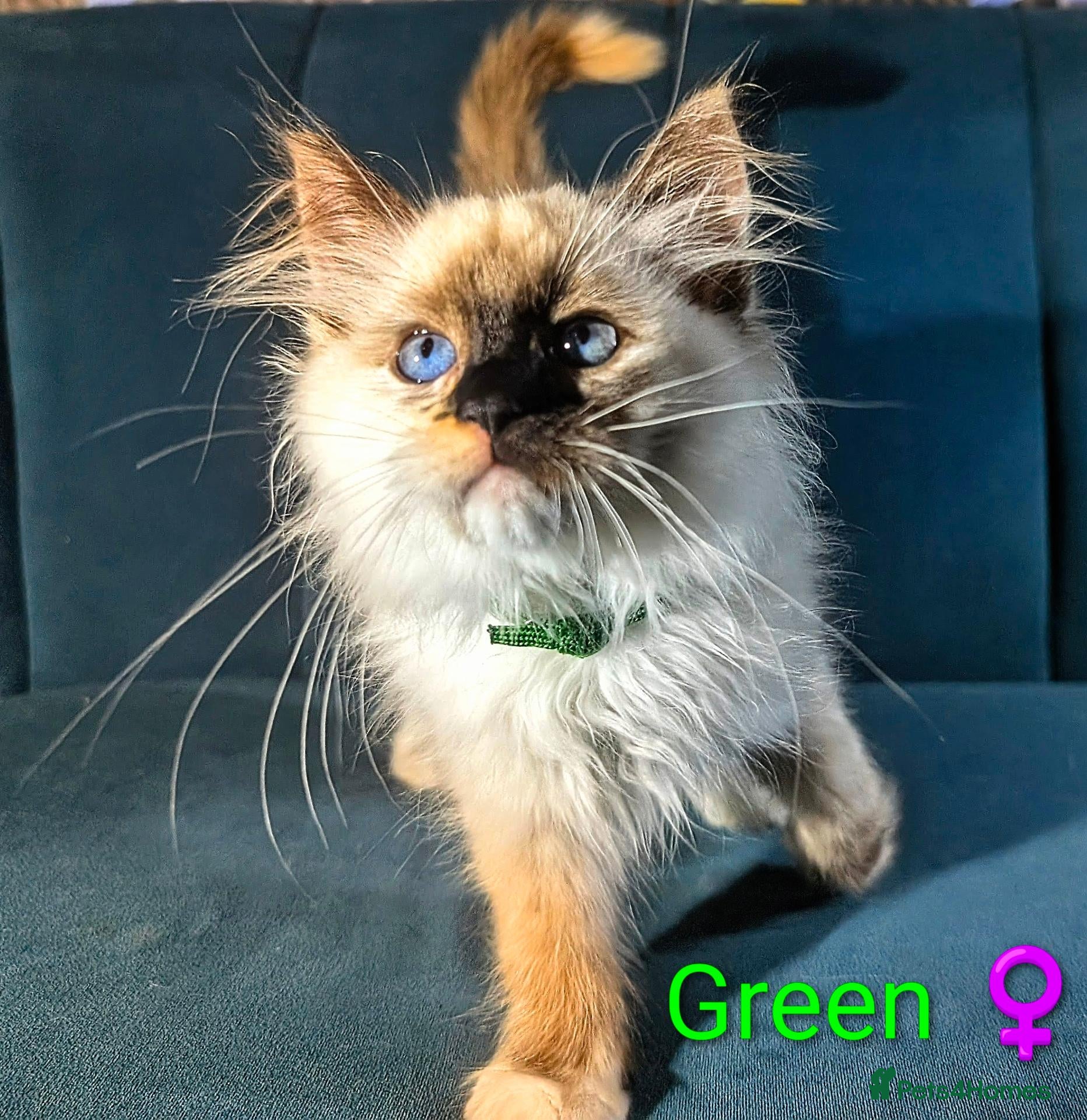 Ragdoll cats Ready for New Homes. Tortie and tabby ragdolls - Advert 2