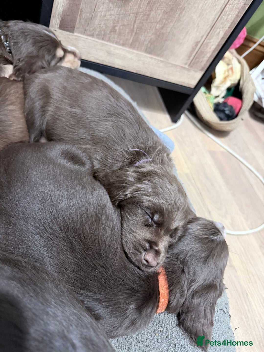 Sprocker dogs for sale: 4 LEFT Sprocker Spaniel Puppies EXCELLENT Breeding - Advert 29