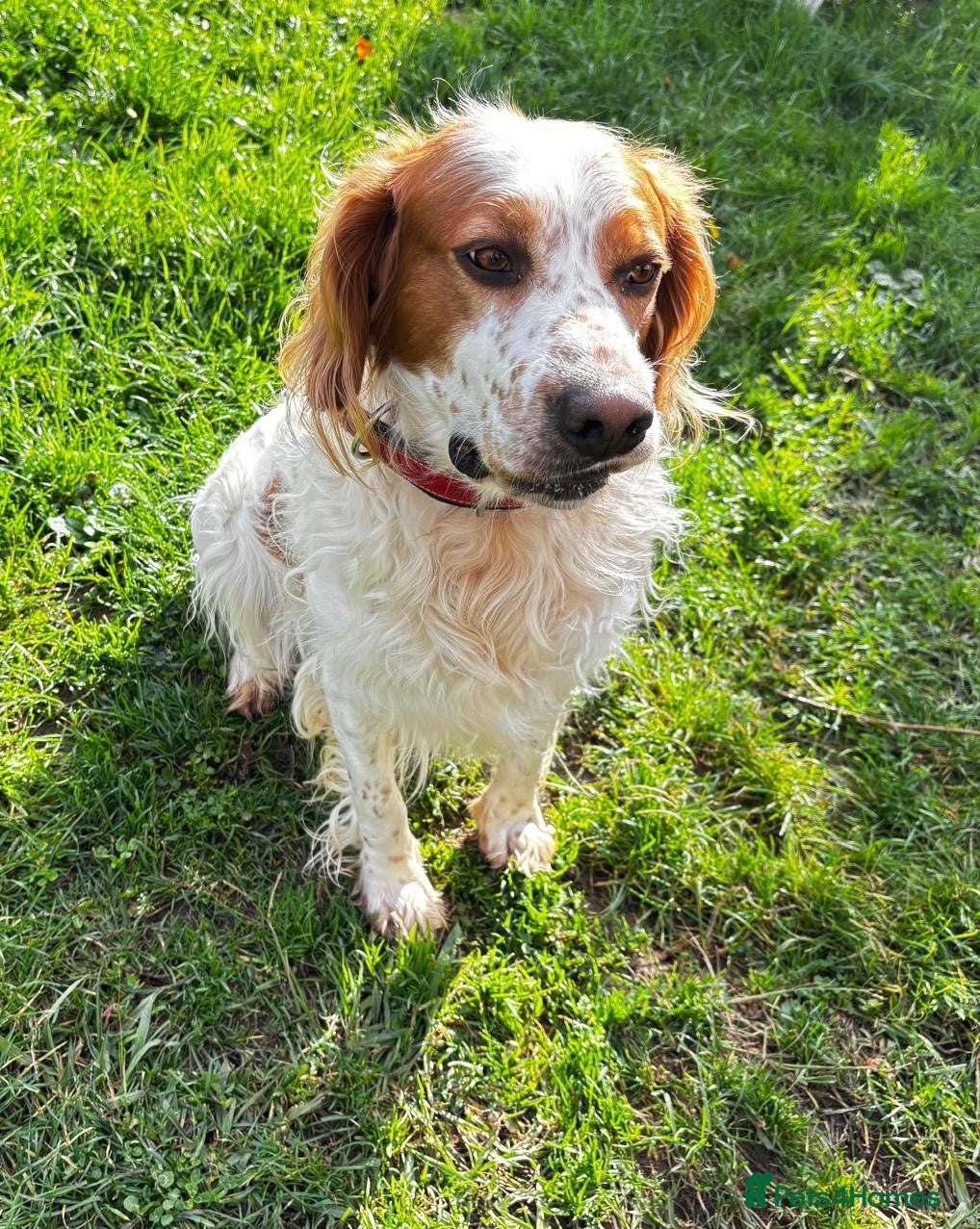 Brittany Spaniel dogs Ronnie, 3-year old Brittany male - Advert 1