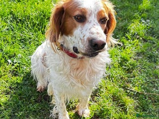 Brittany Spaniel dogs Ronnie, 3-year old Brittany male - Advert 8