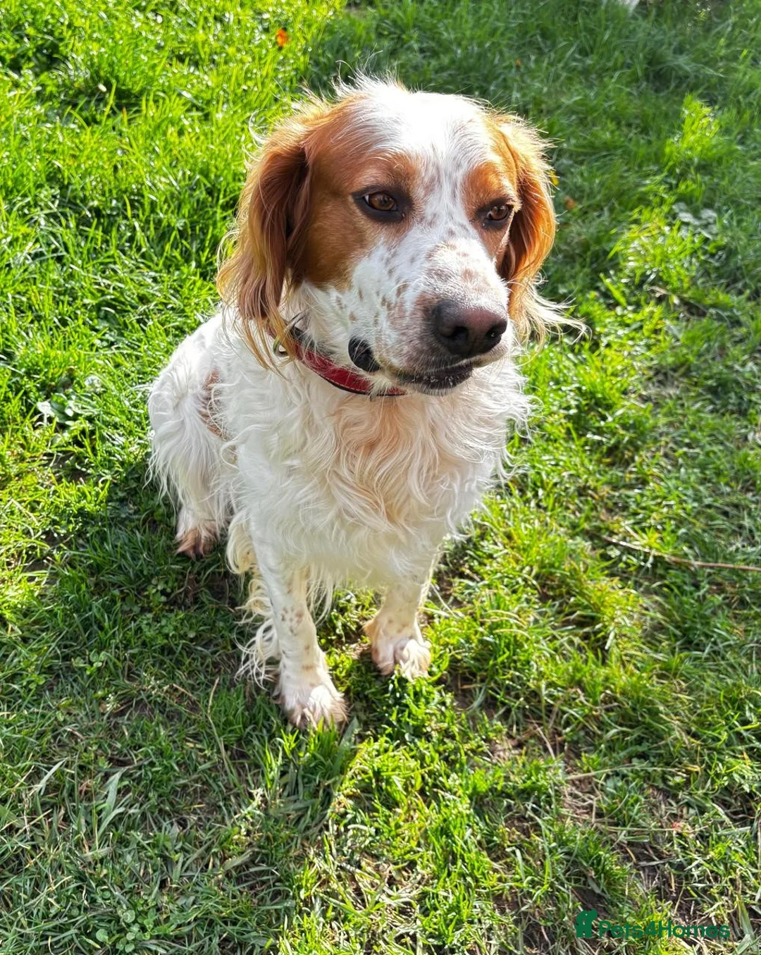 Brittany Spaniel dogs for adoption: Ronnie, 3-year old Brittany male - Advert 1