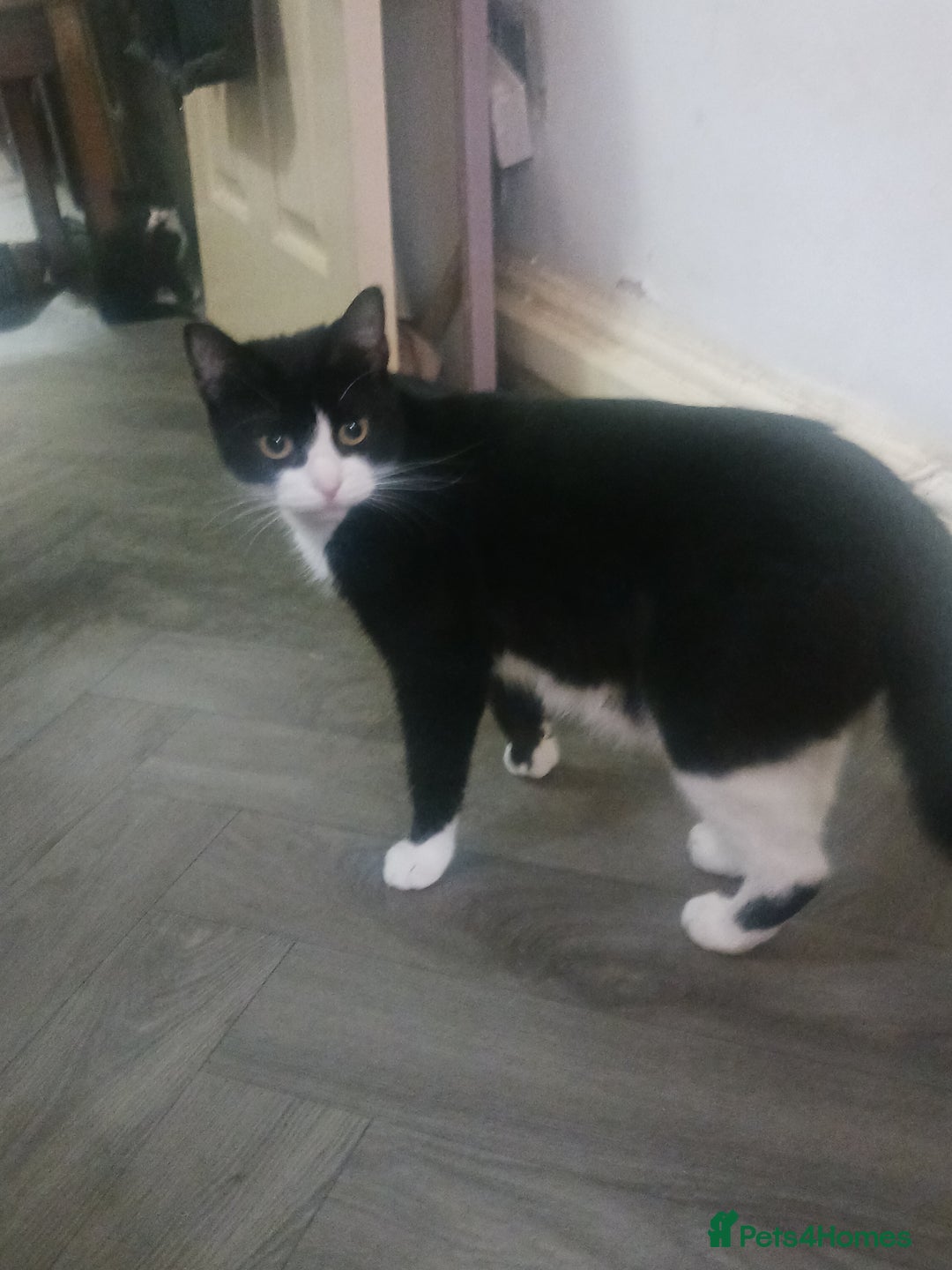 British Shorthair cats for sale: 3 black and white kittens  - Image 4