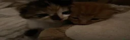 Mixed Breed cats for sale: 5 Adorable kittens and Mummy  - Advert 8