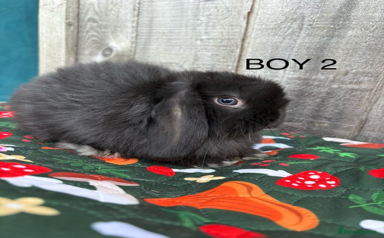 Mini Lop rabbits - Advert 1
