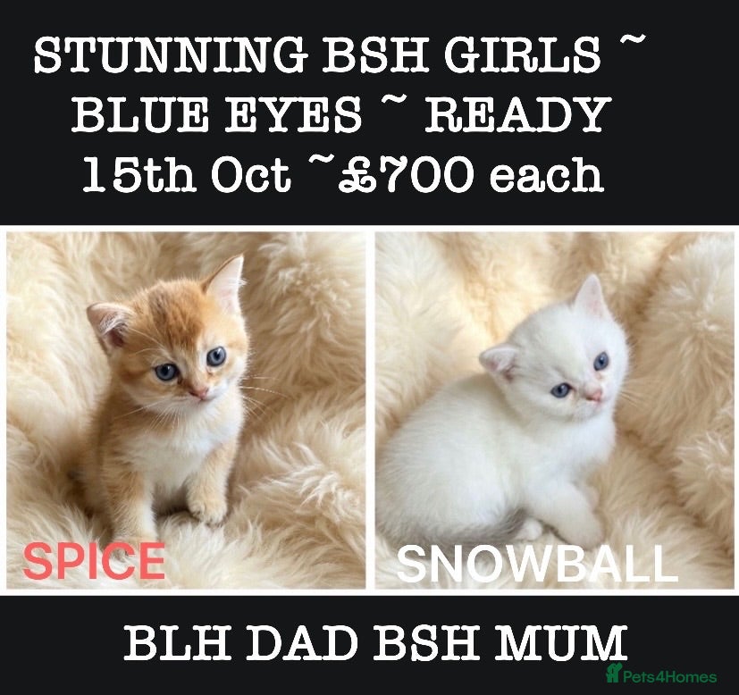 British Shorthair cats STUNNING GIRLS ~  BLH & BSH FEMALE KITTENS  - Advert 2
