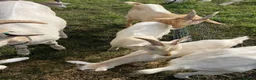 Goats livestock for sale: Male goats - Advert 18
