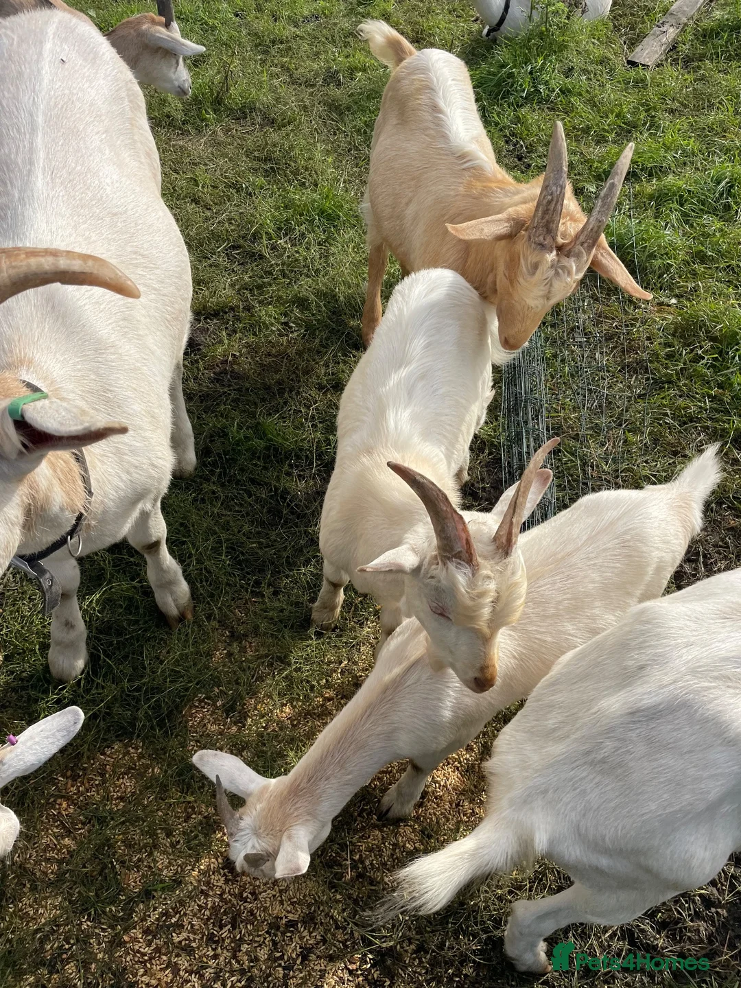 Goats livestock for sale: Male goats - Advert 18