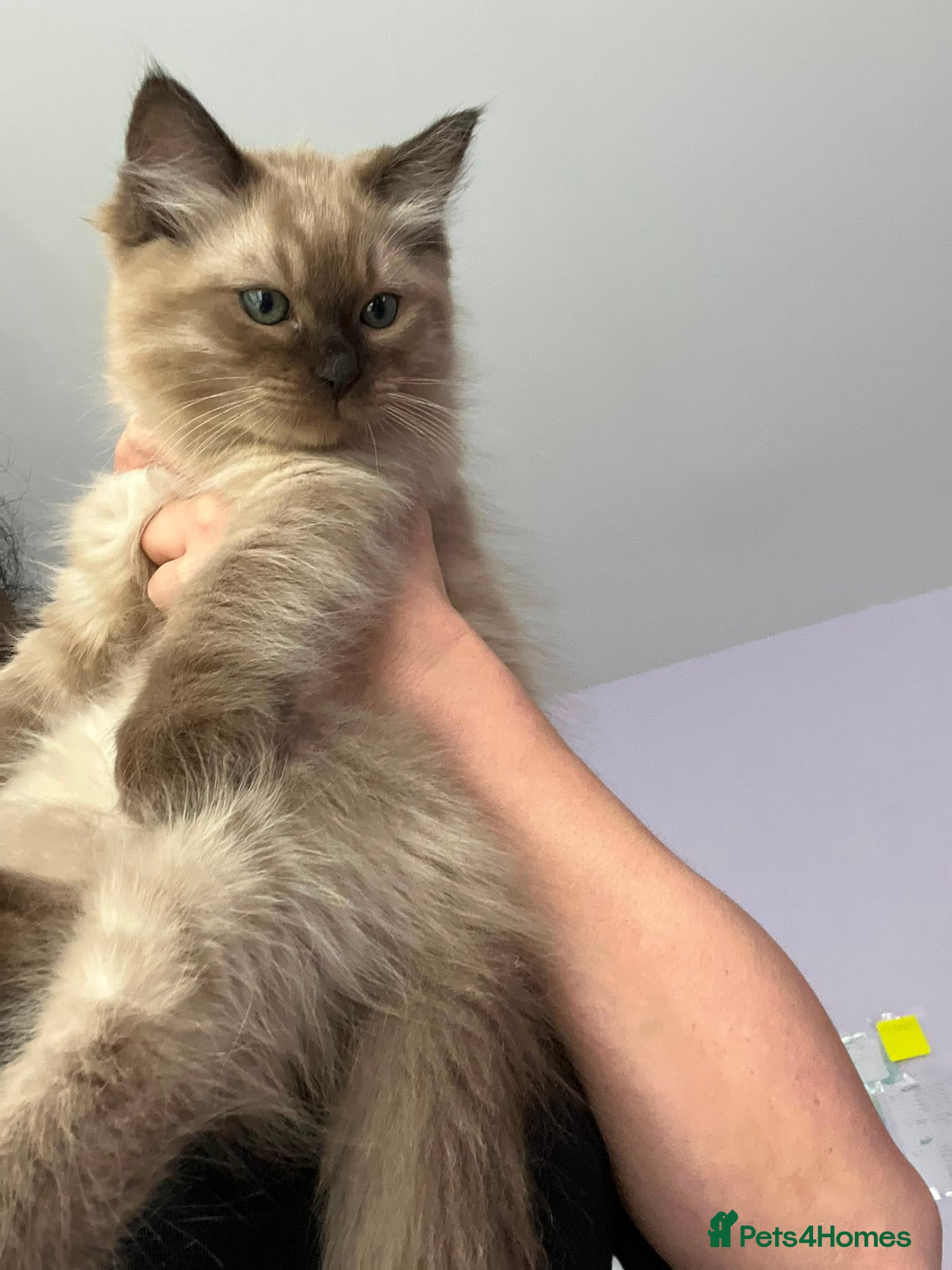 Ragdoll cats Rare Fully brown Sepia Ragdoll boy Ready - Advert 2