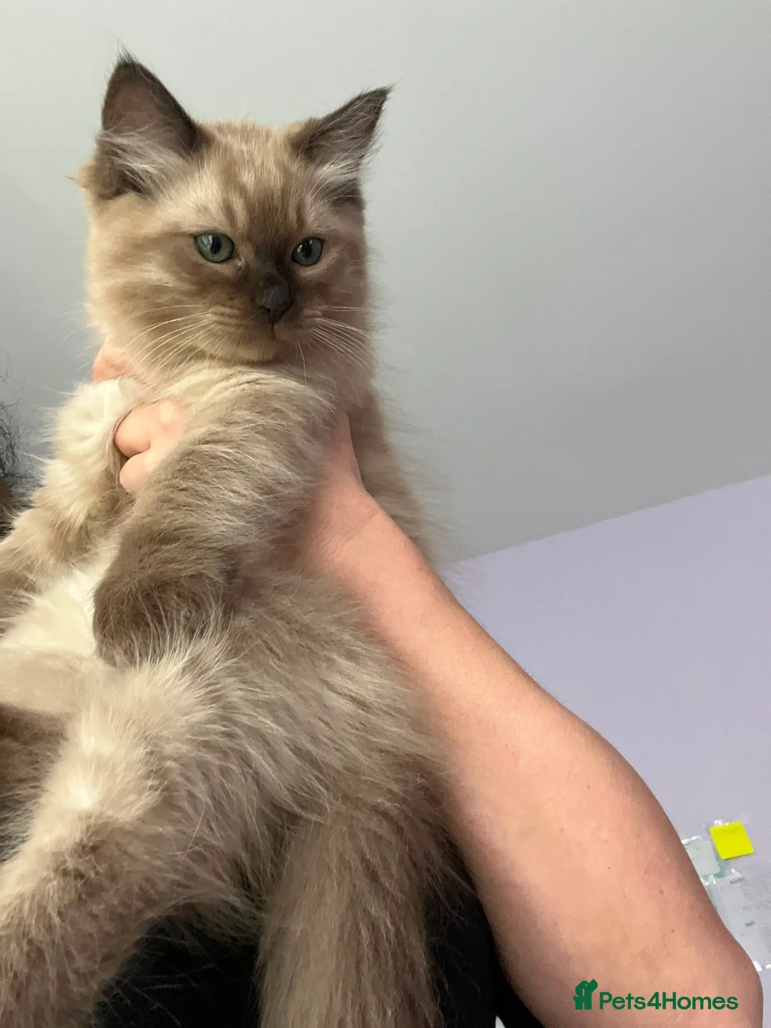 Ragdoll cats for sale: Rare Fully brown Sepia Ragdoll boy Ready - Advert 1