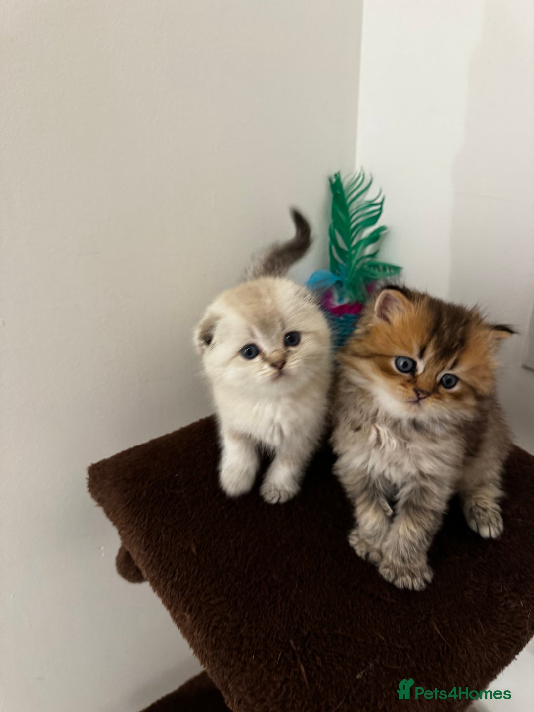 Scottish Fold cats for sale: Purebred Chinchilla Scottish Fold Kittens  🐾 - Advert 24