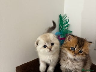 Scottish Fold cats Purebred Chinchilla Scottish Fold Kittens 🐾 - Advert 16