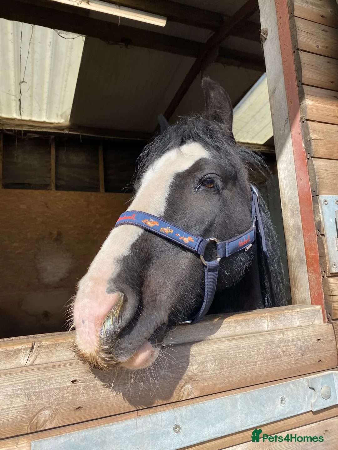 Irish Cob horses for sale: here is wreck it Ralph 🤍 - Advert 5