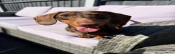 Miniature Dachshund dogs for sale: Frankie in Search of His Forever Home  in Alfreton - Advert 7