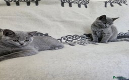 British Shorthair cats for sale: Meet the Purrfect Kittens: Your Future Best Friend - Image 2