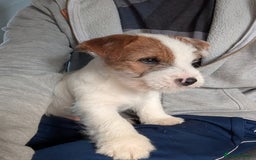 Jack Russell dogs for sale: KC Registered Jack Russell Terrier Male - Image 1