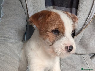 Jack Russell dogs - Advert 4