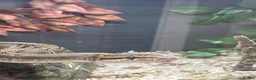 Python Snake reptiles for sale: Female Python in Telford - Advert 2